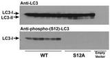 MAP1LC3A / LC3A Antibody - Immunoblots of phosphorylated LC3 (phospho-LC3) in CHO cell culture. LC3 and LC3 S12A mutant vectors were transfected into CHO cells. The cell lysates were separated with SDS-PAGE and blotted with anti-phospho-LC3 S12 antibody. LC3 = microtubule-associated protein light chain-3; S12A = replacement of the amino acid position 12 serine of LC3 with alanine. WT = wild type LC3-transfected cell lysates; S12A = LC3 S12A mutant-transfected cell lysates; Empty vector = vector with no LC3 gene. Molecular size: LC3-I = 16kDa, and LC3-II = 14 kDa