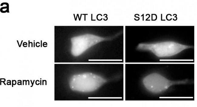 MAP1LC3A / LC3A Antibody - Something like SH-SY5Y cells expressing GFP-LC3-WT or-S12D treated with rapamycin or vehicle for 1h.