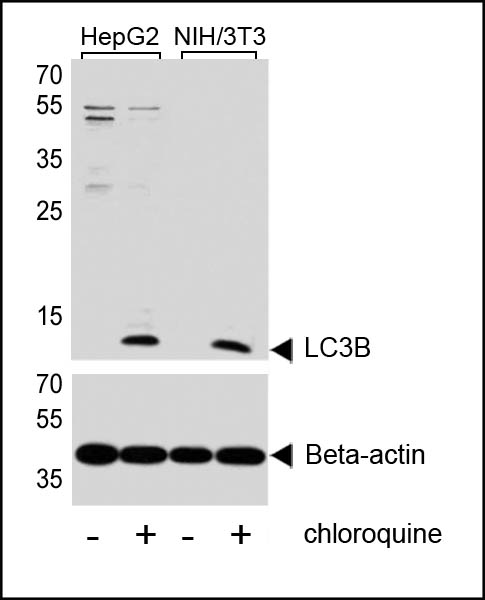 MAP1LC3B / LC3B Antibody - Western blot of lysates from HepG2, mouse NIH/3T3 cell line, untreated or treated with chloroquine, 50uM, using LC3 Antibody (APG8B) (upper) or Beta-actin (lower).