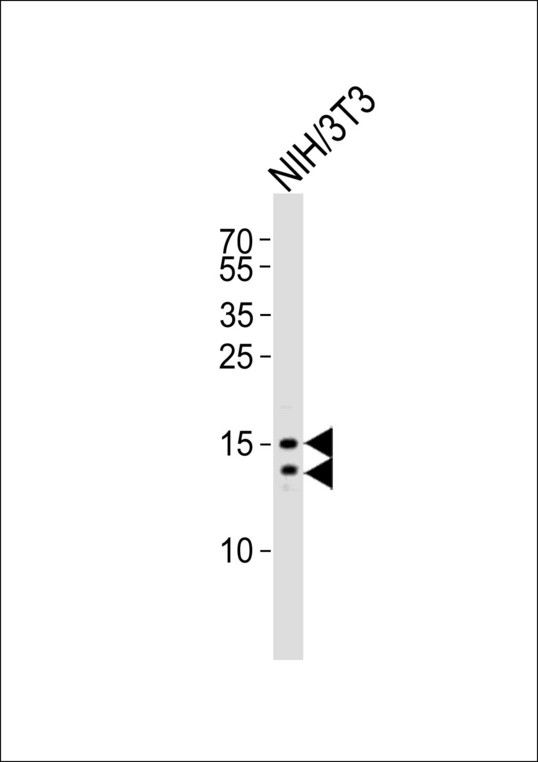 MAP1LC3B / LC3B Antibody - Western blot of lysate from mouse NIH/3T3 cell line, using LC3 Antibody (APG8B). Antibody was diluted at 1:1000. A goat anti-rabbit IgG H&L (HRP) at 1:10000 dilution was used as the secondary antibody. Lysate at 20ug.