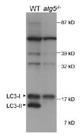 MAP1LC3B / LC3B Antibody - Detection of autophagic LC3 in mouse ES cell lysate using LC3 (human) Antibody. The atg5-/- lane (ES cells, cultured to form embryonic bodies, that are deficient in conversion of LC3-1 to LC3-11) demonstrates the specificity of LC3 (human) Antibody, as there is no detection of LC3-11. Photo courtesy of Dr. Beth Levine, UT Southwestern Medical Center.  This image was taken for the unconjugated form of this product. Other forms have not been tested.