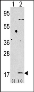MAP1LC3B / LC3B Antibody - Western blot of anti-LC3 (APG8b) antibody in 293 cell line lysates transiently transfected with the LC3 (APG8b) gene (2 ug/lane). LC3 (APG8b) (arrow) was detected using the purified antibody.