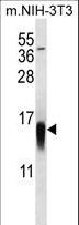 MAP1LC3B / LC3B Antibody - APG8b(MAP1LC3B) Antibody (T29) western blot of mouse NIH-3T3 cell line lysates (35 ug/lane). The APG8b(MAP1LC3B) antibody detected the APG8b(MAP1LC3B) protein (arrow).