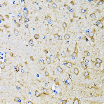 MAP1LC3B / LC3B Antibody - Immunohistochemistry of paraffin-embedded mouse brain tissue.