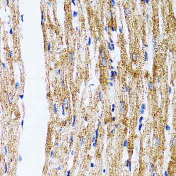 MAP1LC3B / LC3B Antibody - Immunohistochemistry of paraffin-embedded mouse heart tissue.