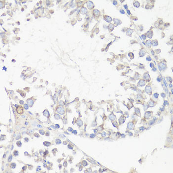MAP1LC3B / LC3B Antibody - Immunohistochemistry of paraffin-embedded mouse testis using MAP1LC3B antibody at dilution of 1:100 (40x lens).