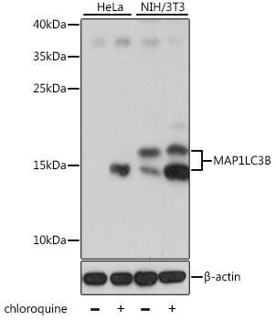 MAP1LC3B / LC3B Antibody - Western blot analysis of extracts of various cell lines, using MAP1LC3B antibody at 1:1000 dilution. Hela cells were treated by Chloroquine (50 Î¼M) for 20 hours. NIH/3T3 cells were treated by Chloroquine (50 Î¼M) for 20 hours. The secondary antibody used was an HRP Goat Anti-Rabbit IgG (H+L) at 1:10000 dilution. Lysates were loaded 25ug per lane and 3% nonfat dry milk in TBST was used for blocking. An ECL Kit was used for detection and the exposure time was 1s.