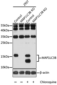 MAP1LC3B / LC3B Antibody - Western blot analysis of extracts from normal (control) and MAP1LC3B knockout (KO) 293T cells, using MAP1LC3B antibody at 1:1000 dilution. The secondary antibody used was an HRP Goat Anti-Rabbit IgG (H+L) at 1:10000 dilution. Lysates were loaded 25ug per lane and 3% nonfat dry milk in TBST was used for blocking. An ECL Kit was used for detection and the exposure time was 90s.