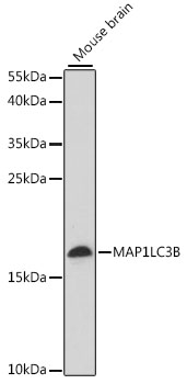 MAP1LC3B / LC3B Antibody - Western blot analysis of extracts of mouse brain, using MAP1LC3B antibody at 1:1000 dilution. The secondary antibody used was an HRP Goat Anti-Rabbit IgG (H+L) at 1:10000 dilution. Lysates were loaded 25ug per lane and 3% nonfat dry milk in TBST was used for blocking. An ECL Kit was used for detection and the exposure time was 2min.