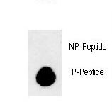 MAP1LC3B / LC3B Antibody - Dot blot of anti-Phospho-APG8b (MAP1LC3B)-T93/Y99 Phospho-specific antibody on nitrocellulose membrane. 50ng of Phospho-peptide or Non Phospho-peptide per dot were adsorbed. Antibody working concentrations are 0.5ug per ml.