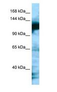 MAP1S Antibody - MAP1S antibody Western Blot of HepG2.  This image was taken for the unconjugated form of this product. Other forms have not been tested.