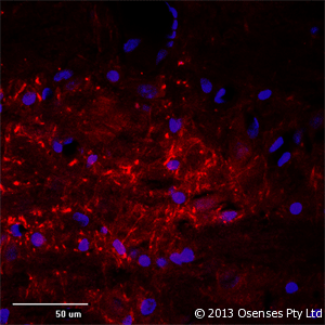 MAP2 Antibody - Rabbit antibody to MAP2 (350-400). IF (confocal) on rat brain at a concentration of 30 ug/ml using Rabbit antibody to MAP2 DAPI counterstained appearing in blue.