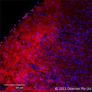 MAP2 Antibody - Rabbit antibody to MAP2 (350-400). IF (confocal) on rat brain at a concentration of 30 ug/ml using Rabbit antibody to MAP2 DAPI counterstained appearing in blue.
