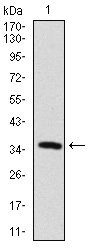 MAP2 Antibody - Western blot using MAP2 monoclonal antibody against human MAP2 recombinant protein. (Expected MW is 36.1 kDa)
