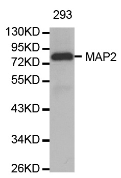MAP2 Antibody - Western blot analysis of extracts of 293 cell line, using MAP2 antibody.