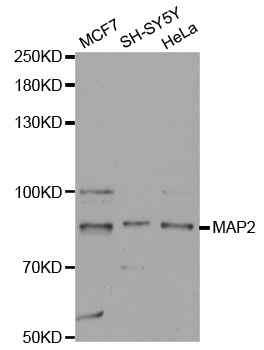 MAP2 Antibody - Western blot analysis of extracts of various cell lines, using MAP2 antibody at 1:1000 dilution. The secondary antibody used was an HRP Goat Anti-Rabbit IgG (H+L) at 1:10000 dilution. Lysates were loaded 25ug per lane and 3% nonfat dry milk in TBST was used for blocking.