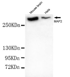 MAP2 Antibody - Western blot detection of MAP2(N-terminus) in Mouse Brain tissue and HeLa cell lysates using MAP2(N-terminus) mouse monoclonal antibody (1:1000 dilution). Predicted band size: 202KDa. Observed band size: 300KDa.