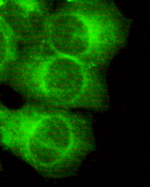 MAP2 Antibody - Immunocytochemistry of HeLa cells using anti-MAP2 (N-terminus) mouse monoclonal antibody diluted 1:150.