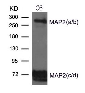 MAP2 Antibody - Western blot of extract from C6 cells using MAP2 Antibod