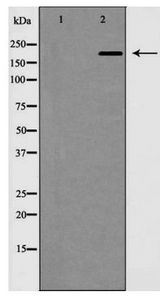 MAP2 Antibody - Western blot of MAP?2 expression in mouse brain