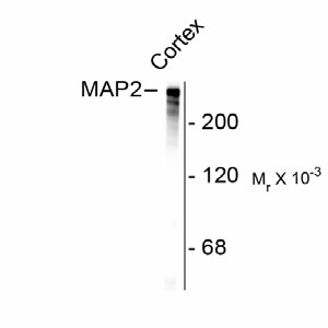 MAP2 Antibody - Western blot of rat cortex lysate showing specific immunolabeling of the ~280k MAP2 protein.