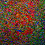 MAP2 Antibody - Immunofluorescence of a section of rat brain stem showing specific labeling of MAP2 (1:2000, red) in the perikarya and dendrites of neurons and specific labeling of the myelin sheath around axons with anti-MBP (1:5000, green). The blue is DAPI revealing nuclear DNA.