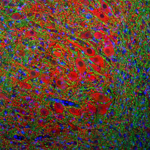 MAP2 Antibody - Immunofluorescence of a section of rat brain stem showing specific labeling of MAP2 (1:2000, red) in the perikarya and dendrites of neurons and specific labeling of the myelin sheath around axons with anti-MBP (1:5000, green). The blue is DAPI revealing nuclear DNA.