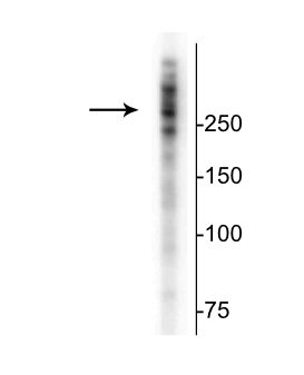 MAP2 Antibody - Western blot of rat cortical lysate showing specific immunolabeling of the ~280 kDa MAP2 protein. Click here to view our Western blotting and lysate preparation protocols.