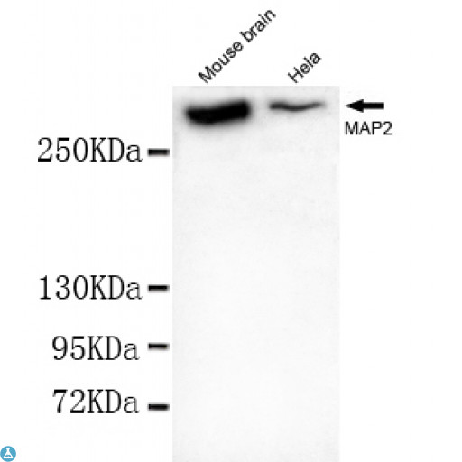 MAP2 Antibody - Western blot detection of MAP2 (N-term) in Mouse Brain tissue and Hela cell lysates using MAP2 (N-term) mouse mAb (1:1000 diluted). Predicted band size: 202KDa. Observed band size: 300KDa.