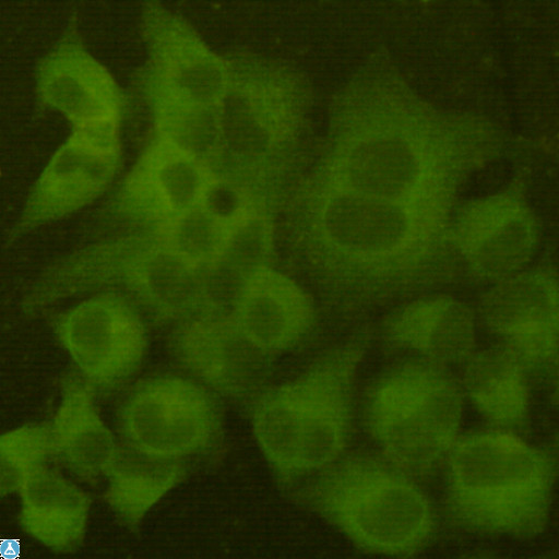 MAP2 Antibody - Immunocytochemistry staining of Hela cells fixed with 4% Paraformaldehyde and using anti-MAP2 (N-term) mouse mAb (dilution 1:100).
