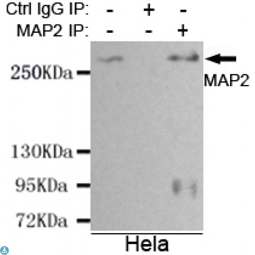 MAP2 Antibody - Immunoprecipitation analysis of Hela cell lysates using MAP2 (N-term) mouse mAb.