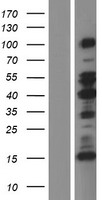 MAP2 Protein - Western validation with an anti-DDK antibody * L: Control HEK293 lysate R: Over-expression lysate