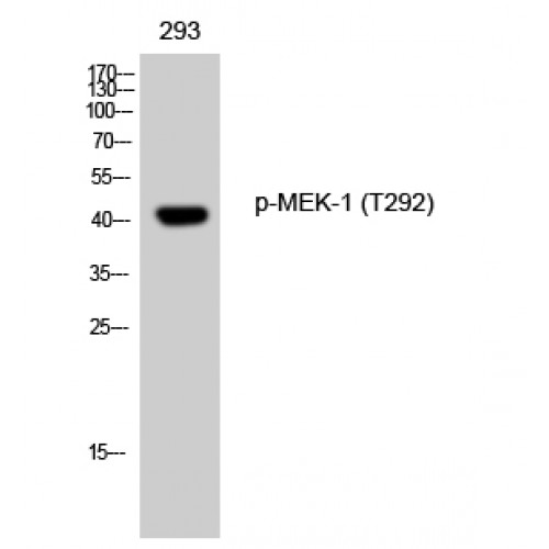 MAP2K1 / MKK1 / MEK1 Antibody - Western blot of Phospho-MEK-1 (T292) antibody