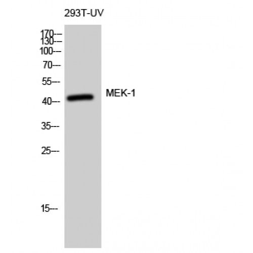 MAP2K1 / MKK1 / MEK1 Antibody - Western blot of MEK-1 antibody