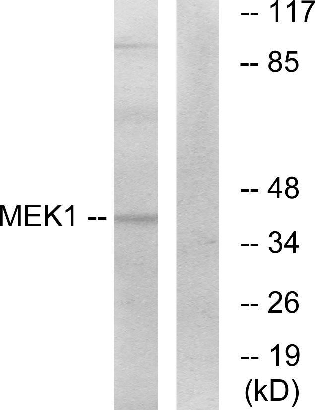 MAP2K1 / MKK1 / MEK1 Antibody - Western blot analysis of lysates from K562 cells, treated with, using MEK1 Antibody. The lane on the right is blocked with the synthesized peptide.