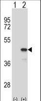 MAP2K1 / MKK1 / MEK1 Antibody - Western blot of Map2k1 (arrow) using rabbit polyclonal Mouse Map2k1 Antibody. 293 cell lysates (2 ug/lane) either nontransfected (Lane 1) or transiently transfected (Lane 2) with the Map2k1 gene.