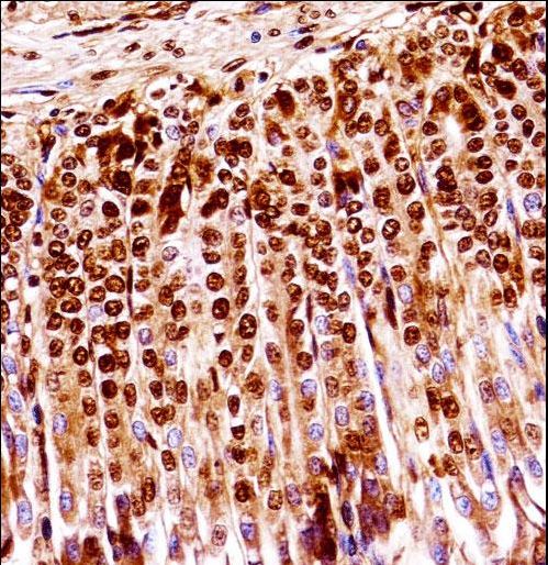 MAP2K1 / MKK1 / MEK1 Antibody - Mouse Map2k1 Antibody immunohistochemistry of formalin-fixed and paraffin-embedded mouse stomach tissue followed by peroxidase-conjugated secondary antibody and DAB staining.