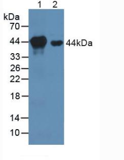 MAP2K1 / MKK1 / MEK1 Antibody - Western Blot; Sample: Lane1: Mouse Heart Tissue; Lane2: Mouse Brain Tissue.