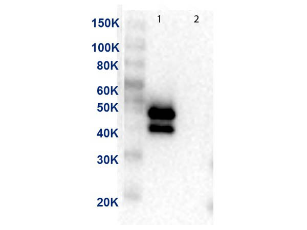 MAP2K1 / MKK1 / MEK1 Antibody - Western Blot of Anti-MEK1 Antibody. Lane 1: MEK-1 recombinant protein. Lane 2: MEK-2 recombinant protein. Load: 50ng per lane. Primary Antibody: Anti-MEK1 supernatant clone neat over night at 4°C. Secondary Antibody: Anti-mouse HRP at 1:40,000 dilution.