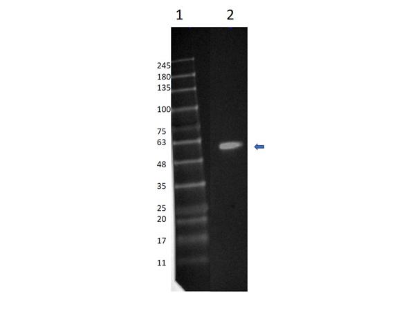 MAP2K1 / MKK1 / MEK1 Antibody - Western Blot of Rabbit Anti-MEK1 (C-term) FITC Conjugated Antibody. Lane 1: Opal Prestained Molecular Weight Marker (5µL). Lane 2: MEK1 human recombinant protein (0.1µg). Primary Antibody: Anti-MEK1 FITC conjugated at 1µg/mL overnight at 2-8°C. Secondary Antibody: none.