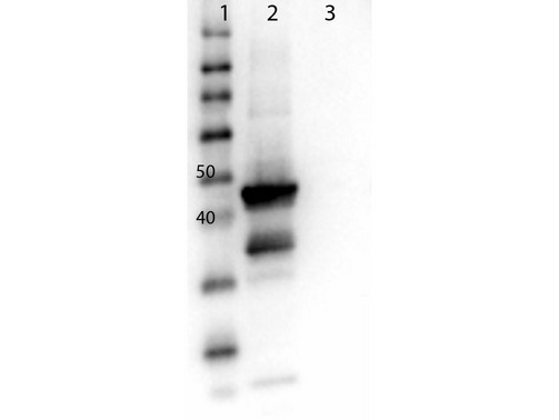 MAP2K1 / MKK1 / MEK1 Antibody - Western Blot of Anti-MEK1 Antibody. Lane 1: Molecular Weight Marker. Lane 2: MEK1 recombinant lysate. Lane 3: MEK2 recombinant lysate. Load: 10µg. Primary Antibody: Anti-MEK1 (c-term) at 1µg/mL overnight at 4°C. Secondary Antibody: Goat anti-Rabbit peroxidase conjugated antibody at 1:40,000 for 30 minutes RT. Blocking: BlockOut Universal Blocking buffer MB-073. Predicted Size: 43.5kDa.