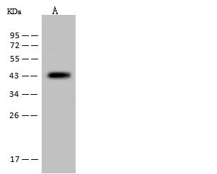 MAP2K1 / MKK1 / MEK1 Antibody - Anti-MAP2K1 rabbit monoclonal antibody at 1:500 dilution. Lane A: RAW246.7 Whole Cell Lysate. Lysates/proteins at 30 ug per lane. Secondary: Goat Anti-Rabbit IgG (H+L)/HRP at 1/10000 dilution. Developed using the ECL technique. Performed under reducing conditions. Predicted band size: 43 kDa. Observed band size: 43 kDa.