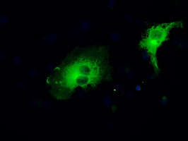 MAP2K1 / MKK1 / MEK1 Antibody - Anti-MAP2K1 mouse monoclonal antibody  immunofluorescent staining of COS7 cells transiently transfected by pCMV6-ENTRY MAP2K1.