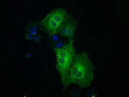 MAP2K1 / MKK1 / MEK1 Antibody - Anti-MAP2K1 mouse monoclonal antibody  immunofluorescent staining of COS7 cells transiently transfected by pCMV6-ENTRY MAP2K1.