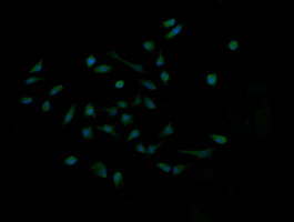 MAP2K1 / MKK1 / MEK1 Antibody - Immunofluorescent staining of HeLa cells using anti-MAP2K1 mouse monoclonal antibody.
