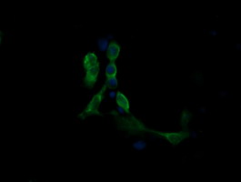 MAP2K1 / MKK1 / MEK1 Antibody - Anti-MAP2K1 mouse monoclonal antibody immunofluorescent staining of COS7 cells transiently transfected by pCMV6-ENTRY MAP2K1.