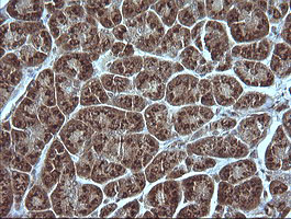 MAP2K1 / MKK1 / MEK1 Antibody - IHC of paraffin-embedded Human pancreas tissue using anti-MAP2K1 mouse monoclonal antibody.