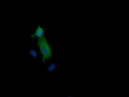 MAP2K1 / MKK1 / MEK1 Antibody - Anti-MAP2K1 mouse monoclonal antibody immunofluorescent staining of COS7 cells transiently transfected by pCMV6-ENTRY MAP2K1.