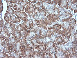 MAP2K1 / MKK1 / MEK1 Antibody - IHC of paraffin-embedded Human pancreas tissue using anti-MAP2K1 mouse monoclonal antibody. (Heat-induced epitope retrieval by 10mM citric buffer, pH6.0, 120°C for 3min).