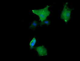 MAP2K1 / MKK1 / MEK1 Antibody - Anti-MAP2K1 mouse monoclonal antibody immunofluorescent staining of COS7 cells transiently transfected by pCMV6-ENTRY MAP2K1.